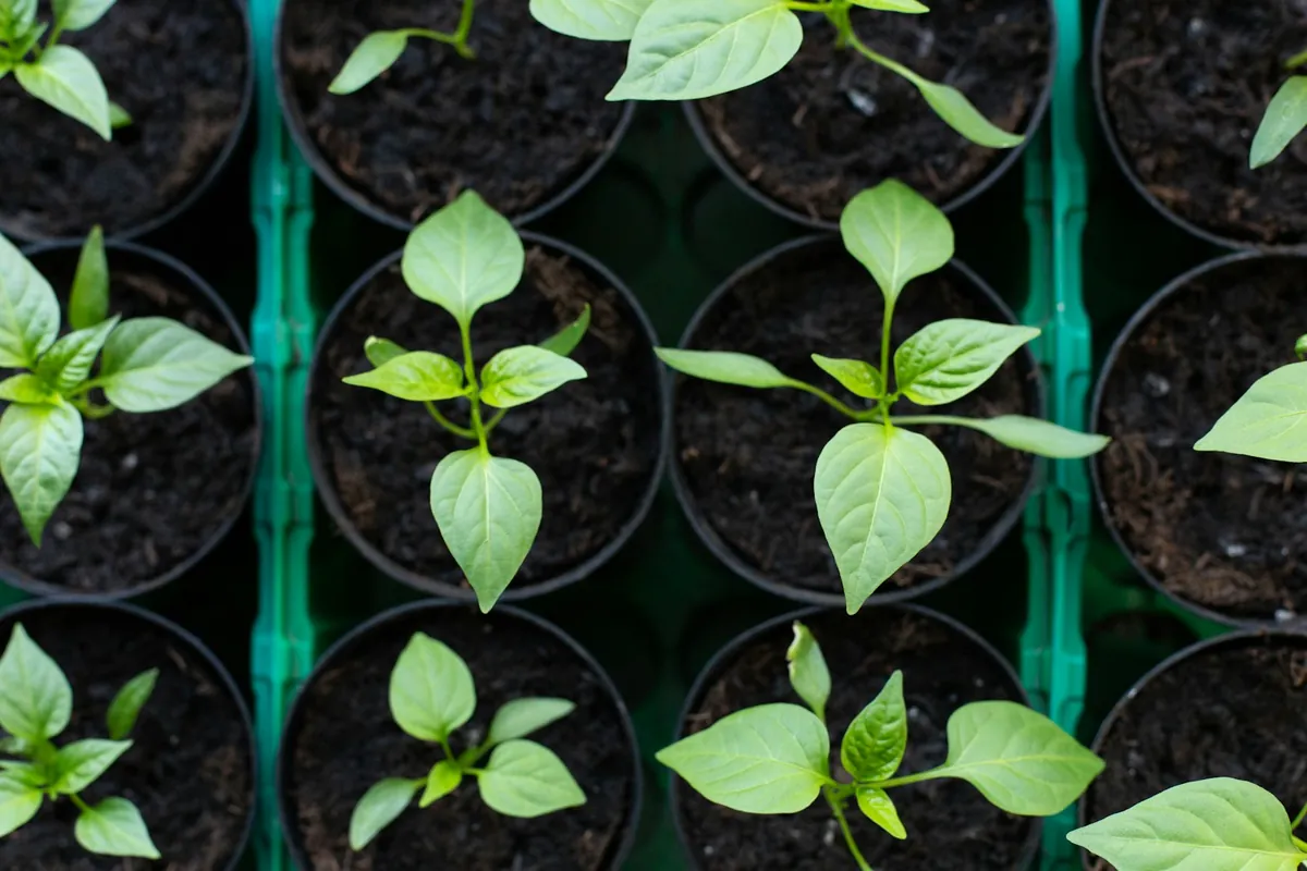 Young plants in nursery pots ready for installation